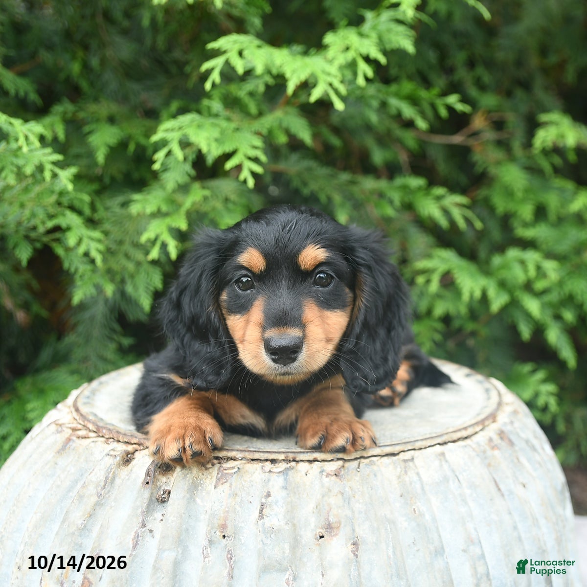 Miniature Dachshund dogs Gretel - Ad 2