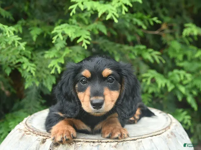 Miniature Dachshund dogs for sale: Gretel - Ad 2