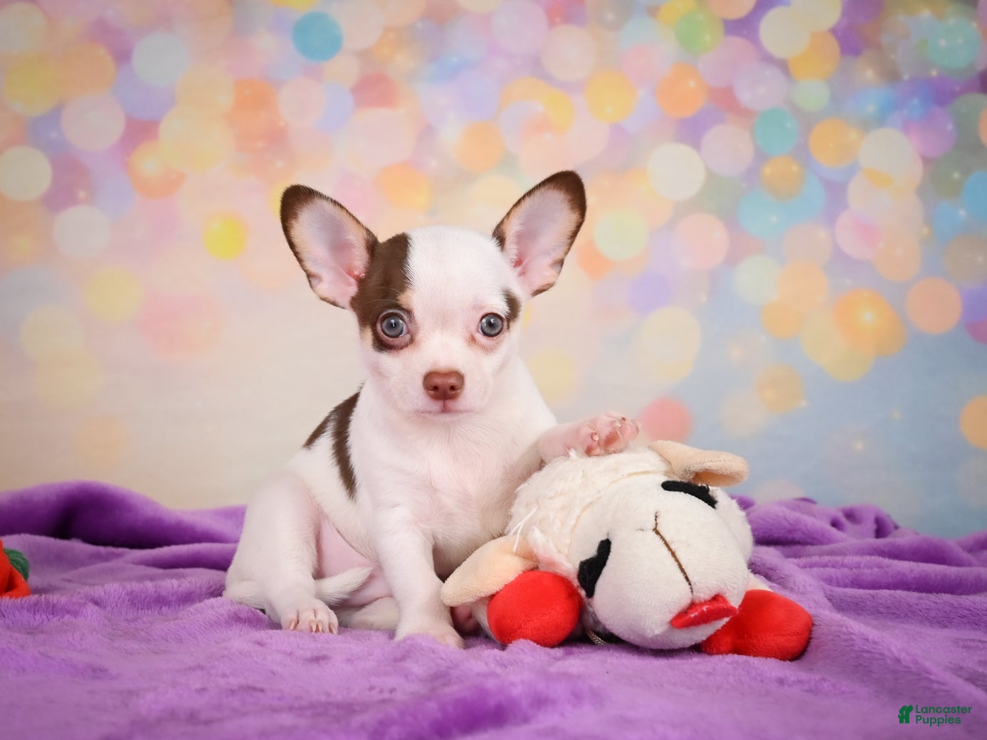 Chihuahua dogs for sale: Gus - Ad 1