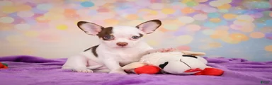 Gus
