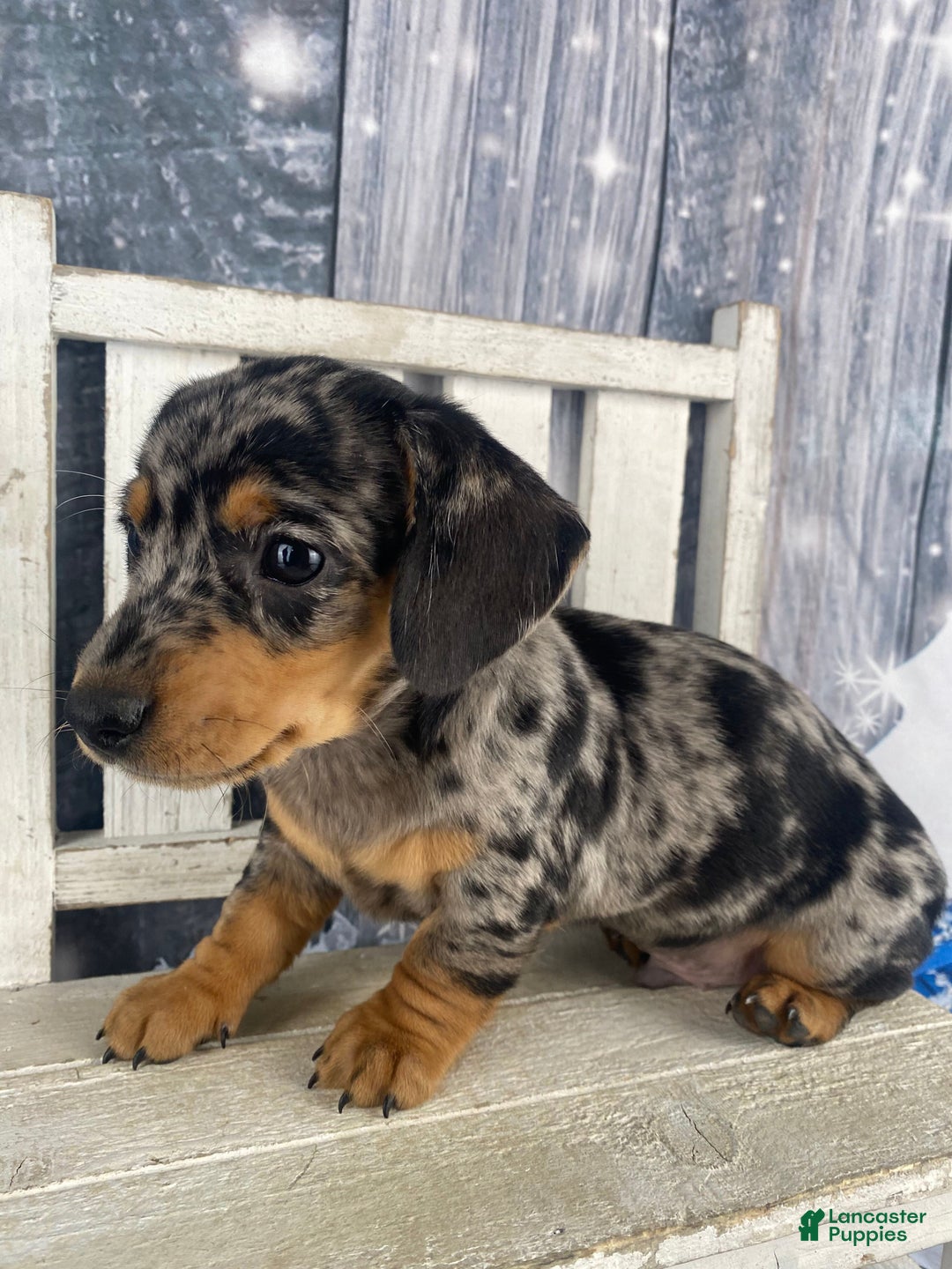 Miniature Dachshund dogs for sale: Teddy - Ad 4