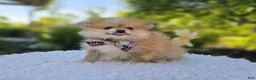 Pomeranian dogs for sale: Susie - Ad 4