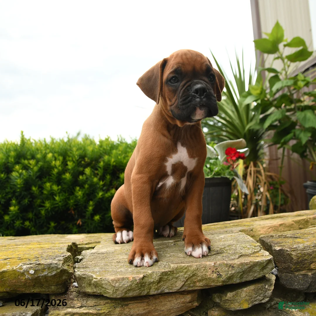 Boxer dogs for sale: Thomas - Ad 5