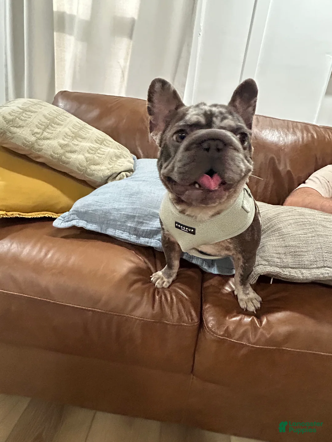 French Bulldog dogs for sale: French Bulldog 1 - Ad 2