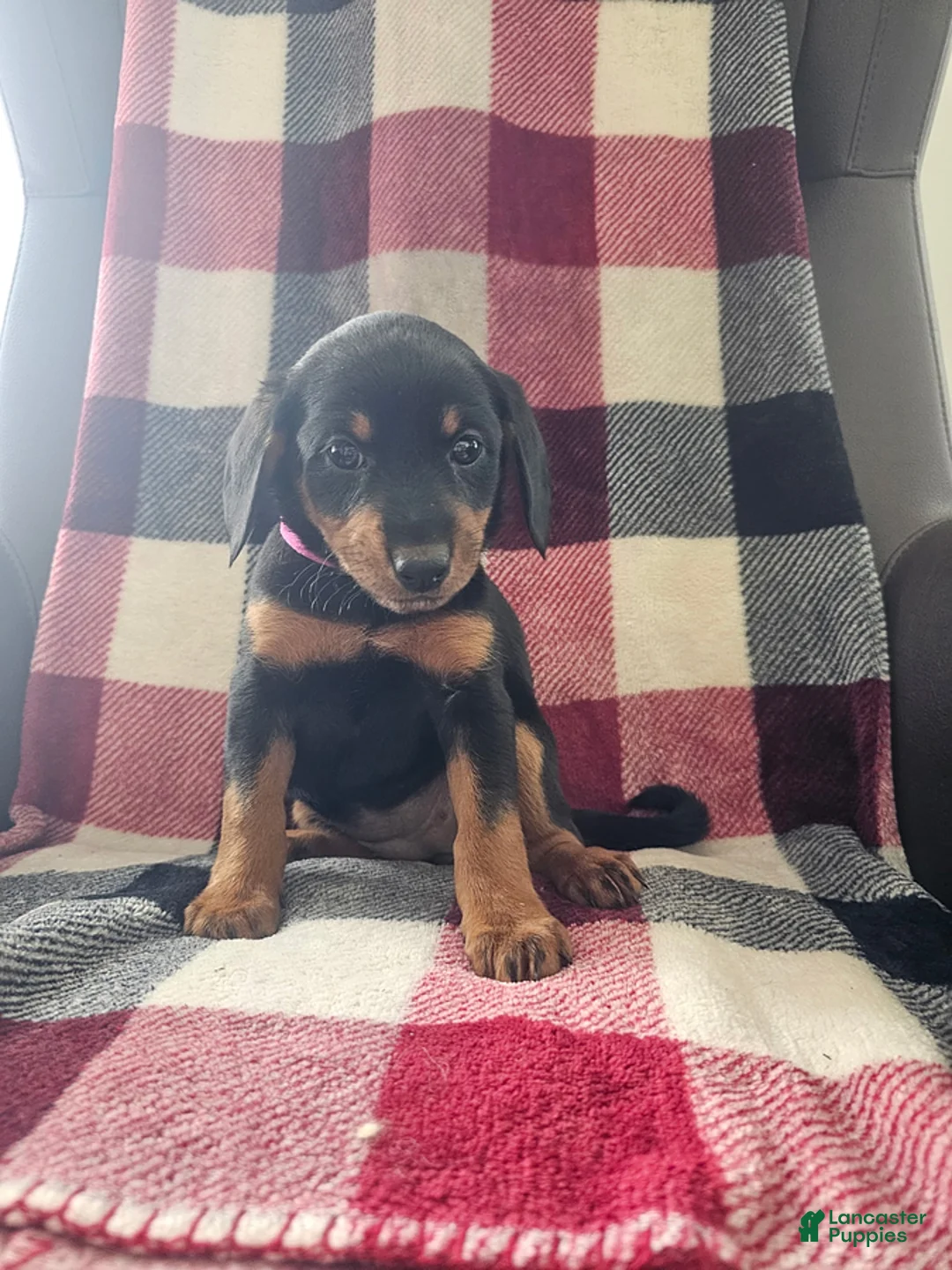Mixed Breed dogs for sale: Bella - Ad 1
