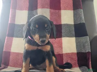 Mixed Breed dogs for sale: Bella - Ad 1