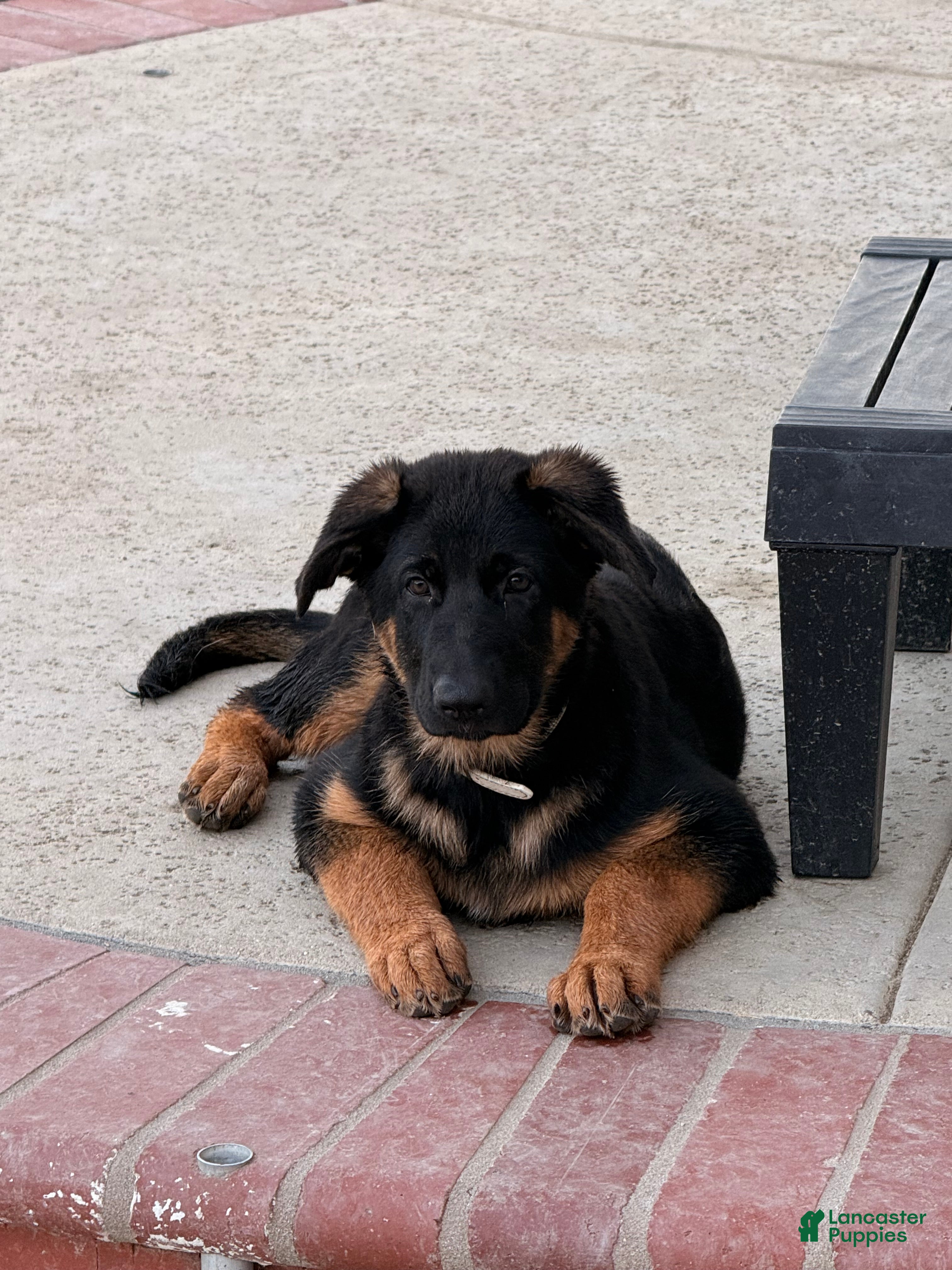 German Shepherd dogs for sale: Pearl  - Ad 2