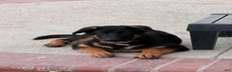 German Shepherd dogs for sale: Pearl  - Ad 2