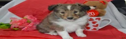 Shetland Sheepdog dogs for sale: Valentina - Ad 2