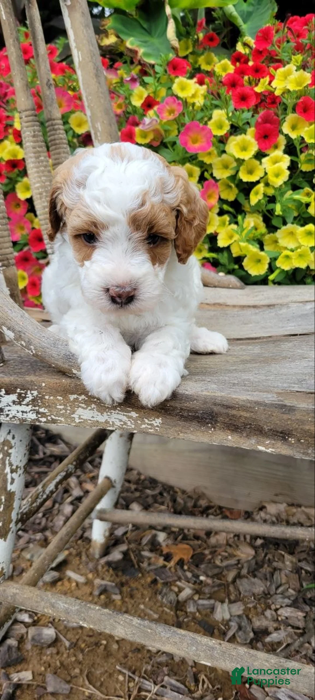 Mini Goldendoodle dogs for sale: Angel  - Ad 4