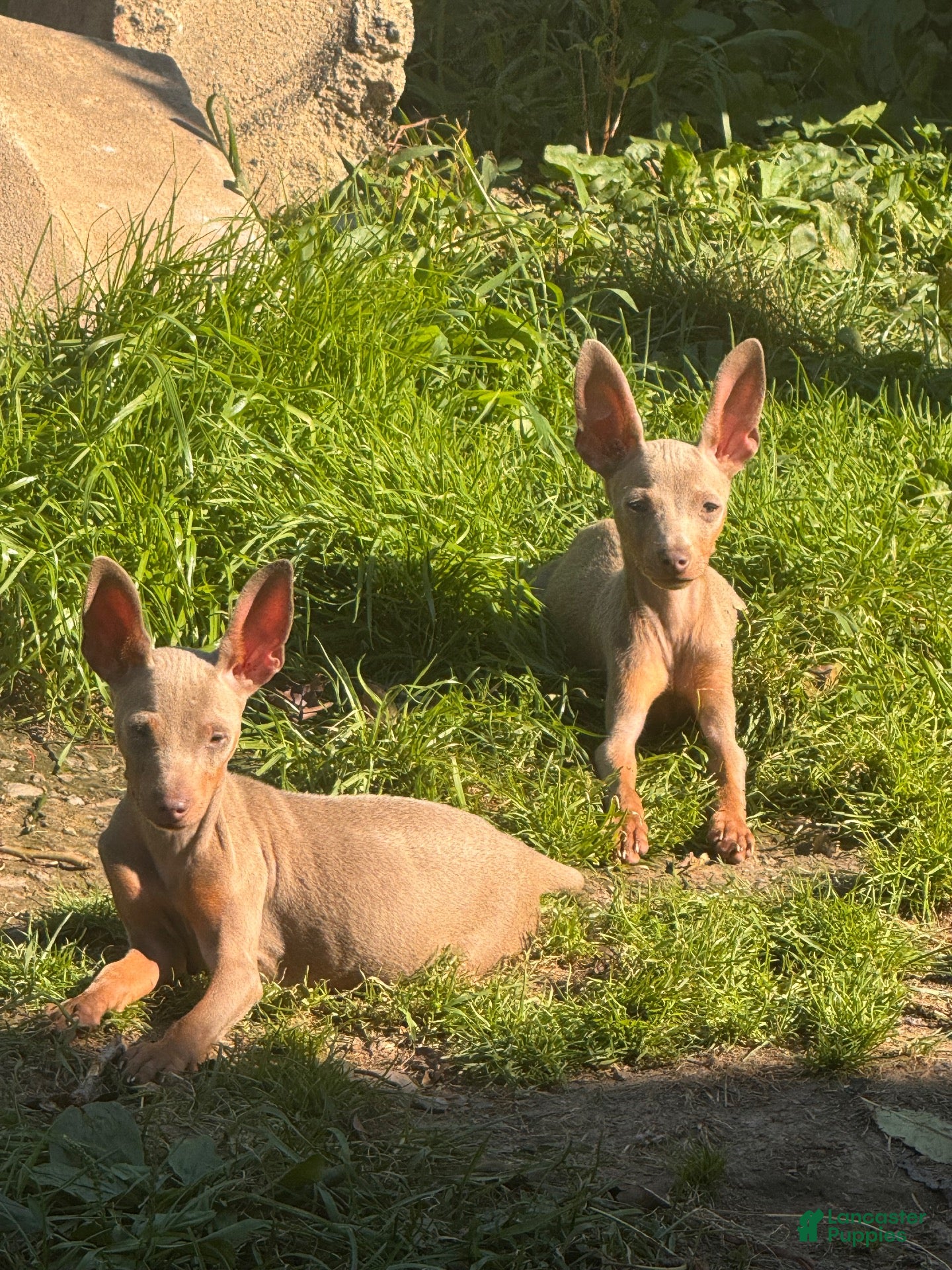 Miniature Pinscher dogs Ghost - Ad 2
