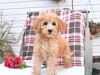 Goldendoodle dogs - Ad 12