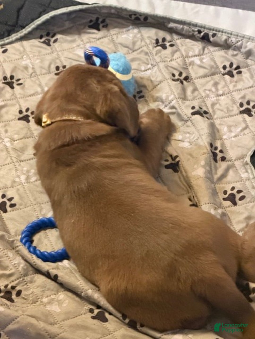 Labrador Retriever dogs for sale: Labrador Retriever Puppy 3 - Ad 2