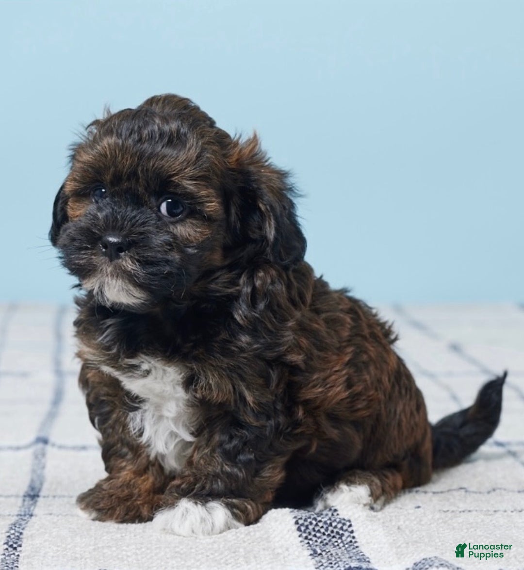 Shihpoo dogs for sale: Ace - Ad 1