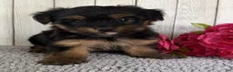 Yorkshire Terrier dogs for sale: Freya - Ad 2