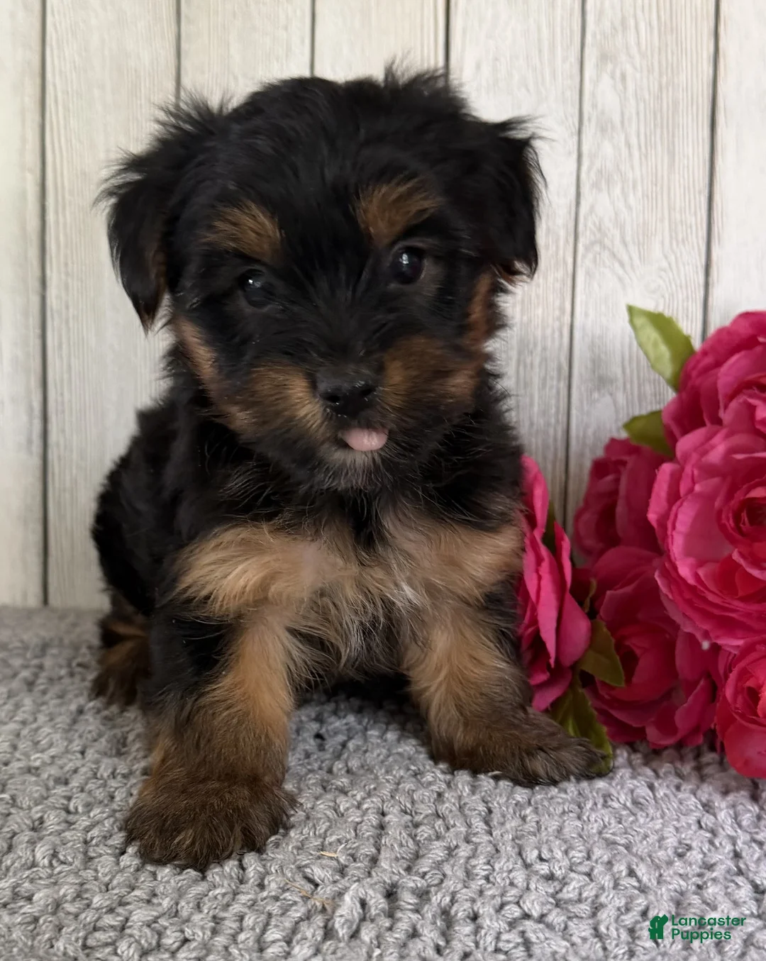 Yorkshire Terrier dogs for sale: Freya - Ad 2