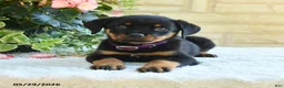 Rottweiler dogs for sale: Laurel - Ad 2