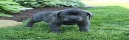 Cane Corso dogs for sale: Kendrick - Ad 2
