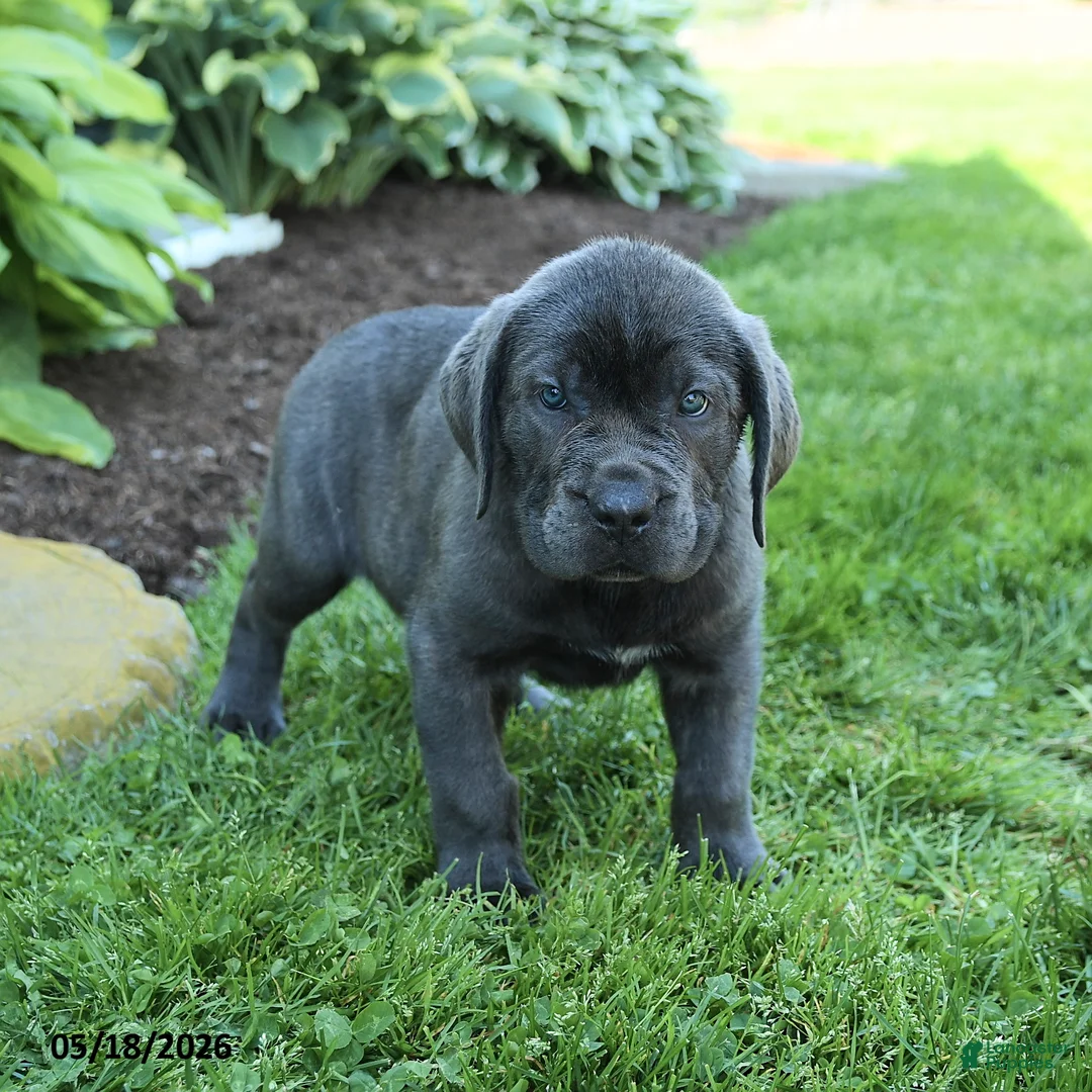 Cane Corso dogs for sale: Kendrick - Ad 2