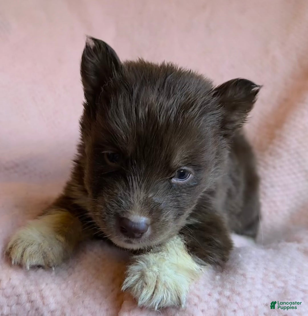 Siberian Husky dogs for sale: Prancer - Ad 1