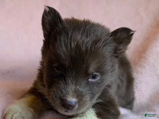 Siberian Husky dogs Prancer - Ad 12