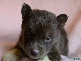 Siberian Husky dogs Prancer - Ad 8