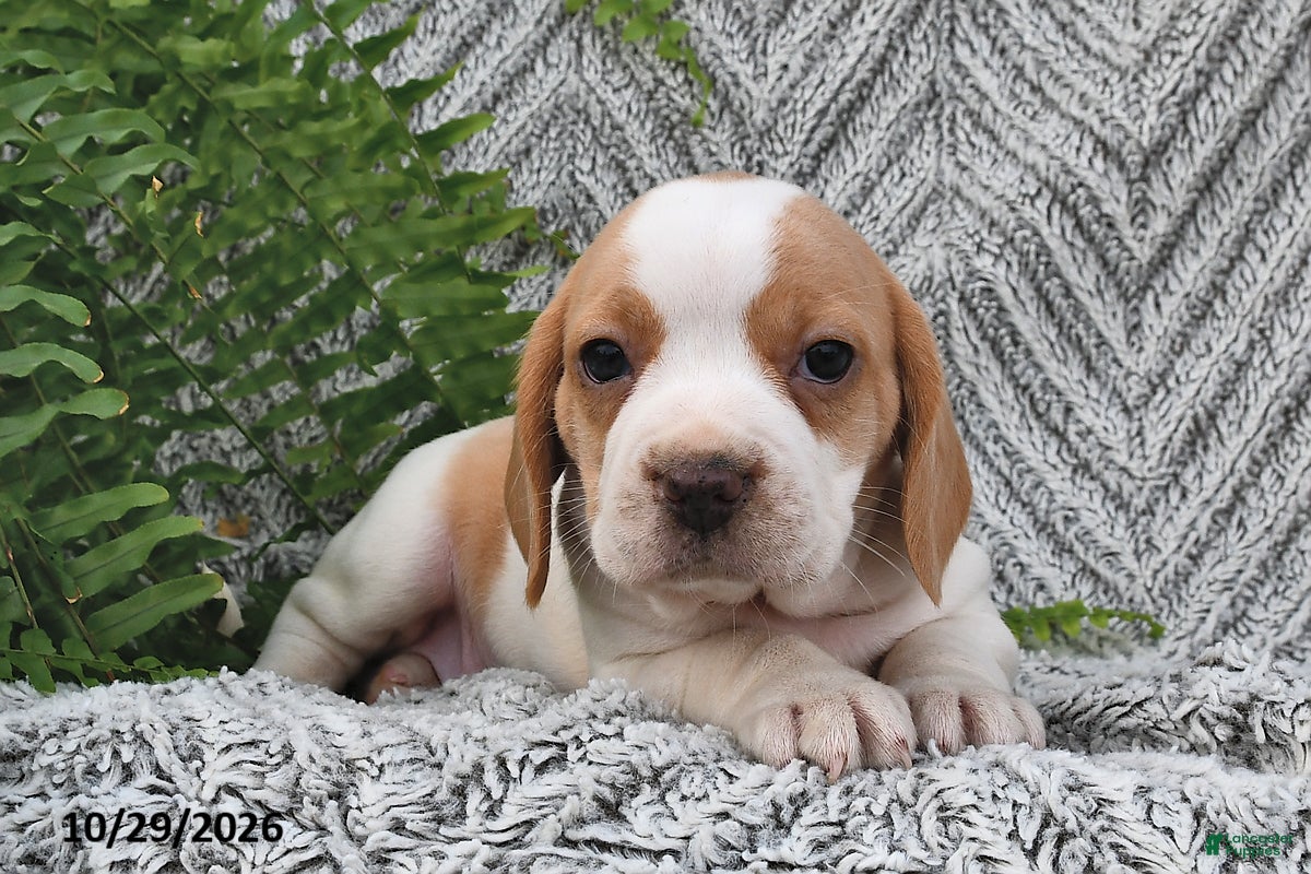 Mixed Breed dogs for sale: Peony - Ad 1