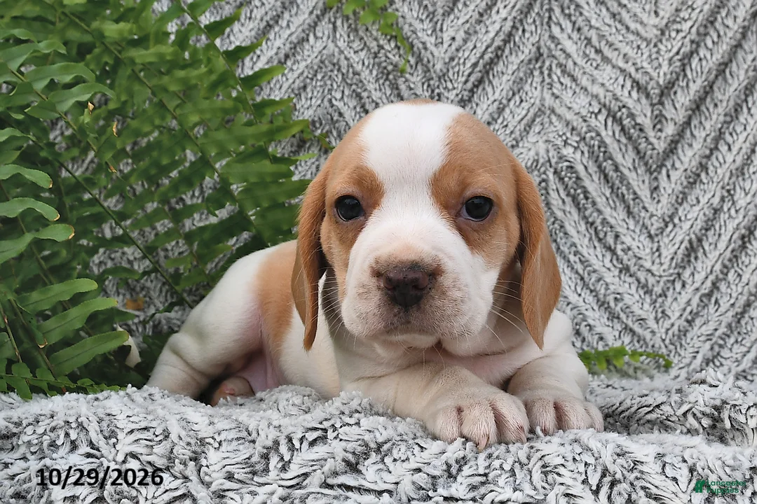 Mixed Breed dogs for sale: Peony - Ad 1