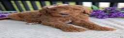 Goldendoodle dogs for sale: Miss Daisy - Ad 8