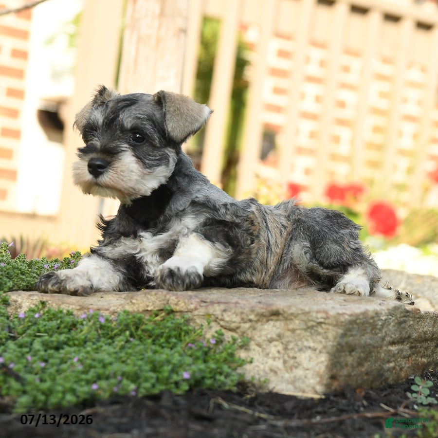 Miniature Schnauzer dogs Fern - Ad 2