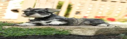 Miniature Schnauzer dogs for sale: Fern - Ad 2