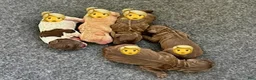 Australian Labradoodle dogs for sale: Australian Labradoodle Male 2 - Ad 1