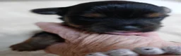 Yorkshire Terrier dogs for sale: Ziti - Ad 5