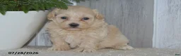 Maltipoo dogs for sale: Pearl - Ad 1