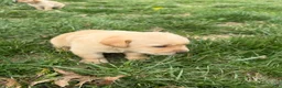 Labrador Retriever dogs for sale: Labrador Retriever Puppy 2 - Ad 3