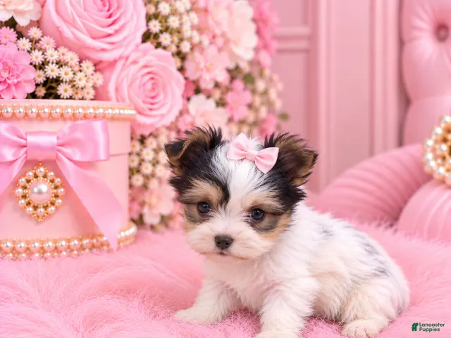Yorkshire Terrier dogs for sale: Teacup Biewer Yorkshire Terrier 1 - Ad 2