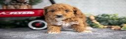 Mini Goldendoodle dogs for sale: Veda - Ad 2