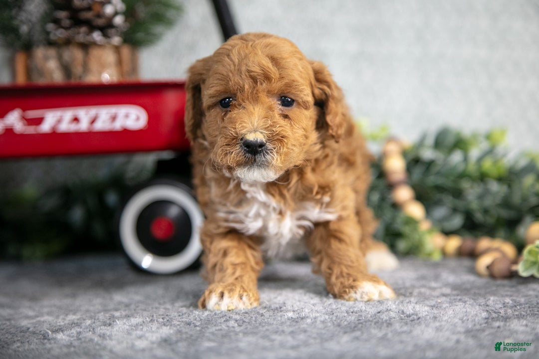 Mini Goldendoodle dogs for sale: Veda - Ad 2