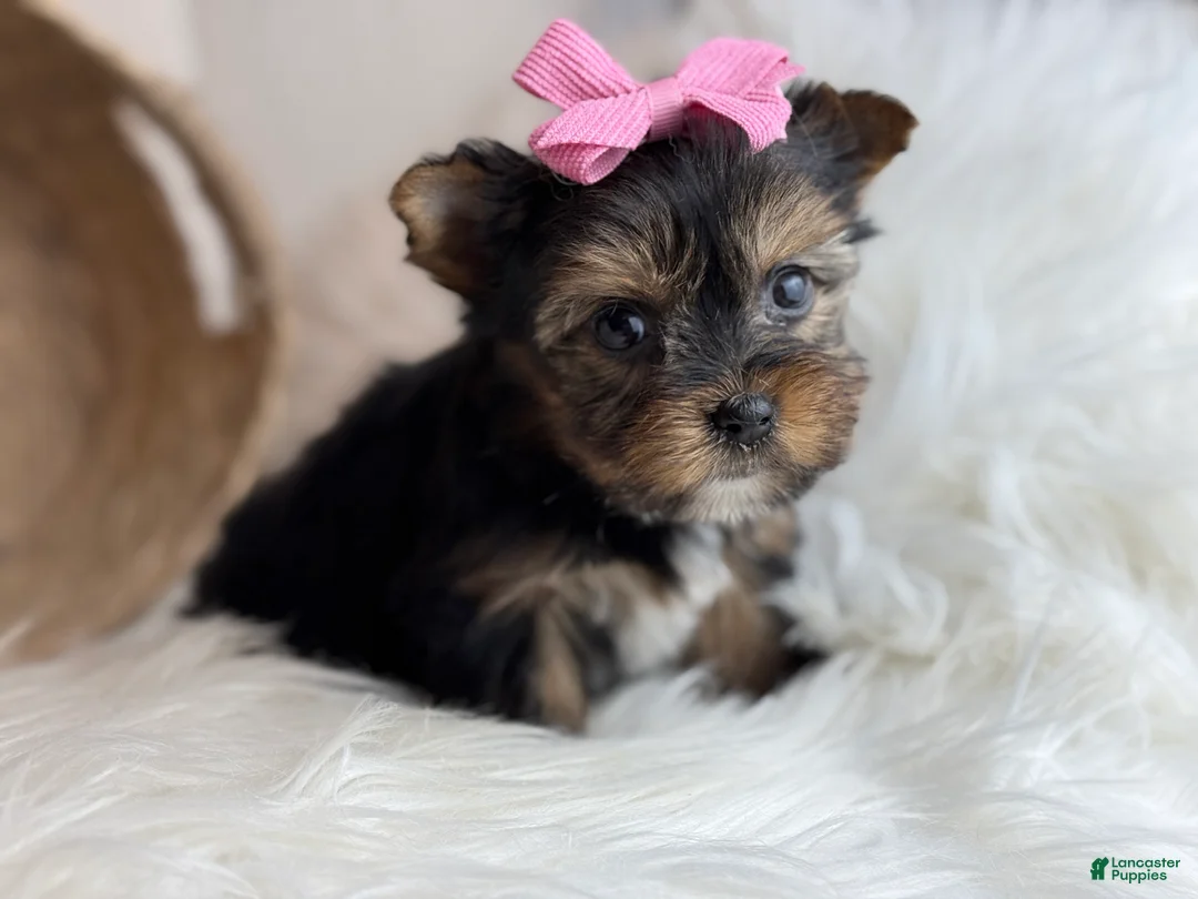 Yorkshire Terrier dogs for sale: Yorkshire Terrier Puppy 1 - Ad 5
