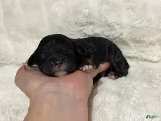 Cavapoo dogs Boots - Ad 32