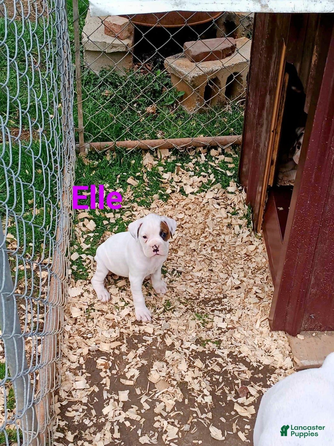 Gallery Image {{count}}