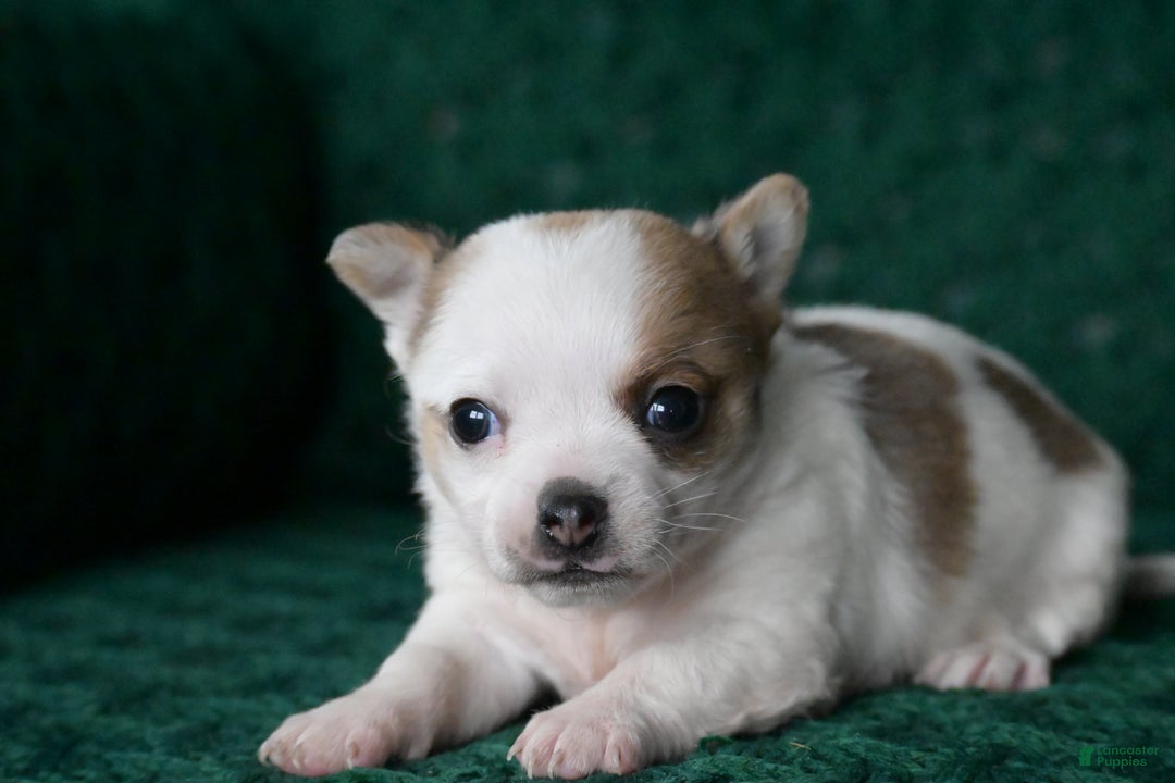 Chihuahua dogs for sale: Hunter - Ad 3