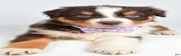 Australian Shepherd dogs for sale: Balia  - Ad 3
