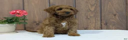 Cavapoo dogs for sale: Zack  - Ad 2