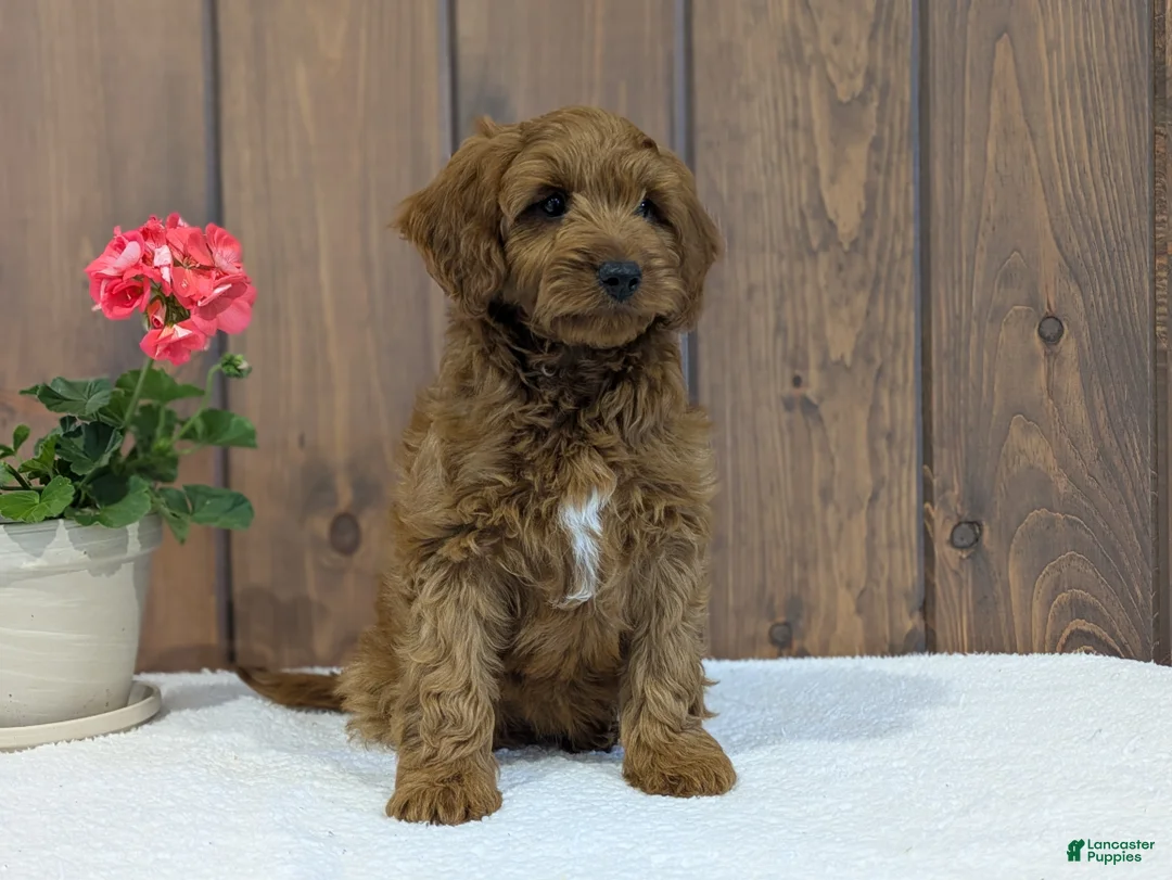 Cavapoo dogs for sale: Zack  - Ad 2