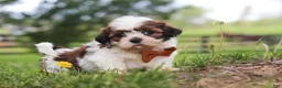 Shih Tzu dogs for sale: Oliver - Ad 8