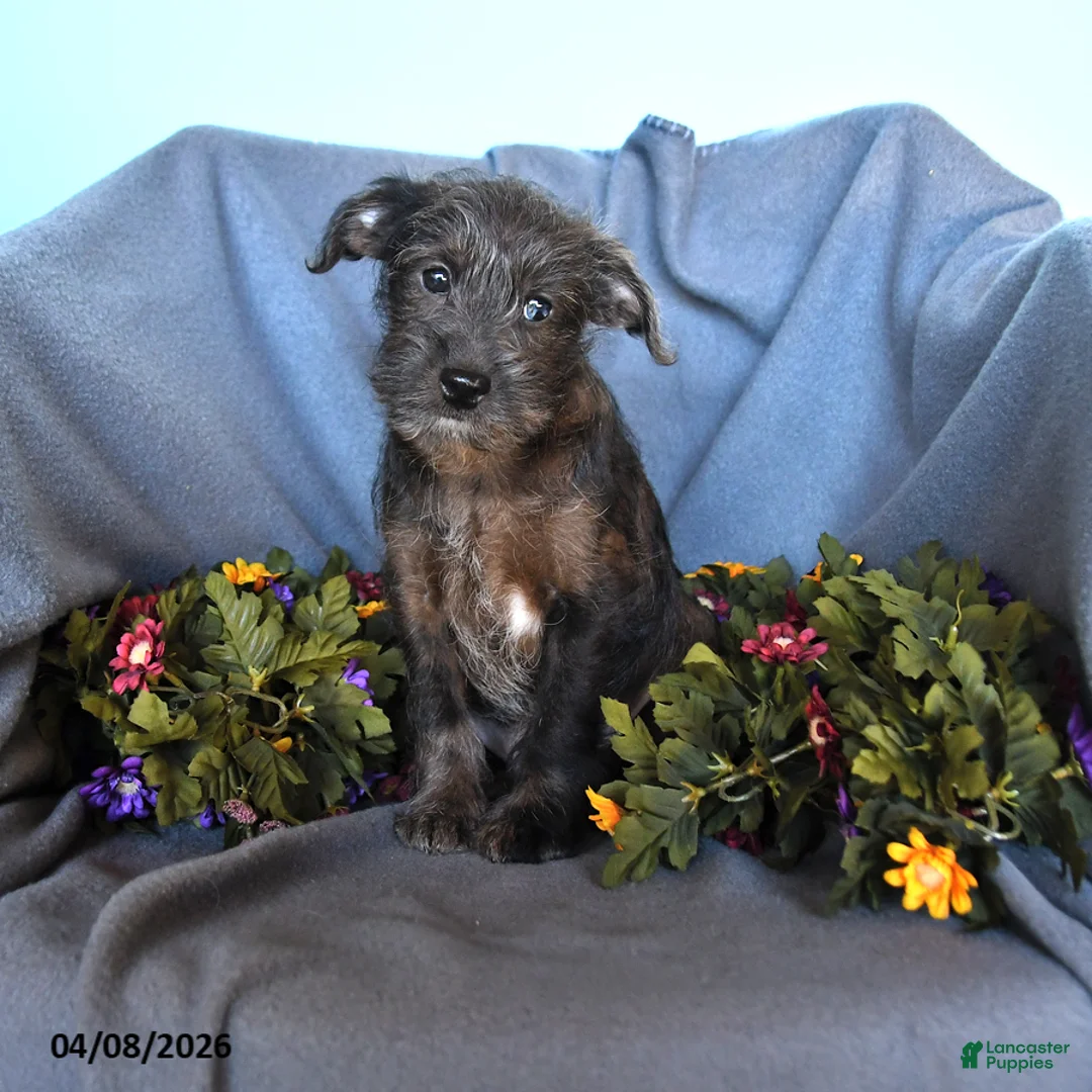 Pomapoo dogs for sale: Biscuit - Ad 1