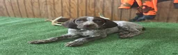 German Shorthaired Pointer dogs for sale: Tilly - Ad 3