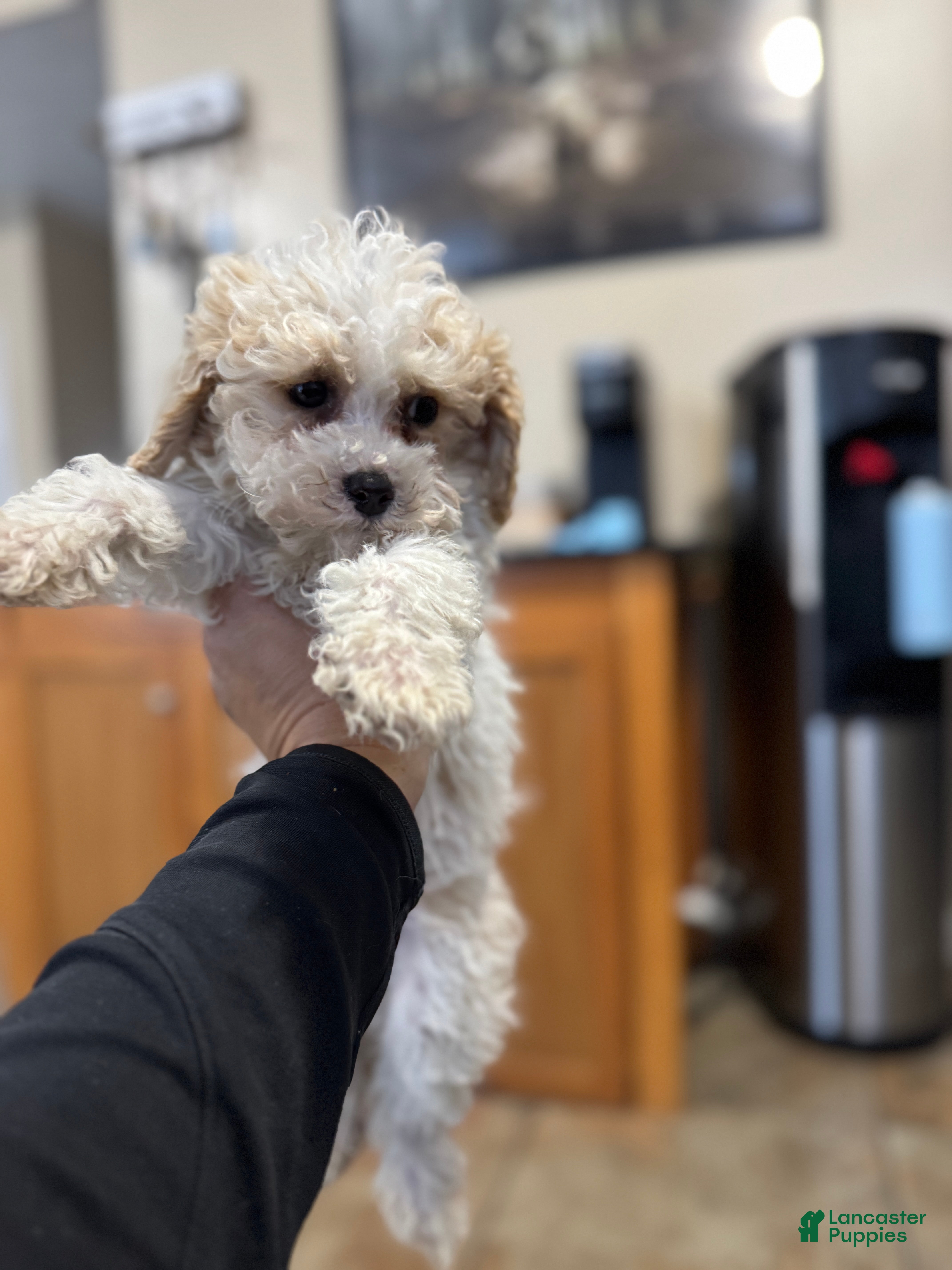 Mixed Breed dogs Biscuit - Ad 1