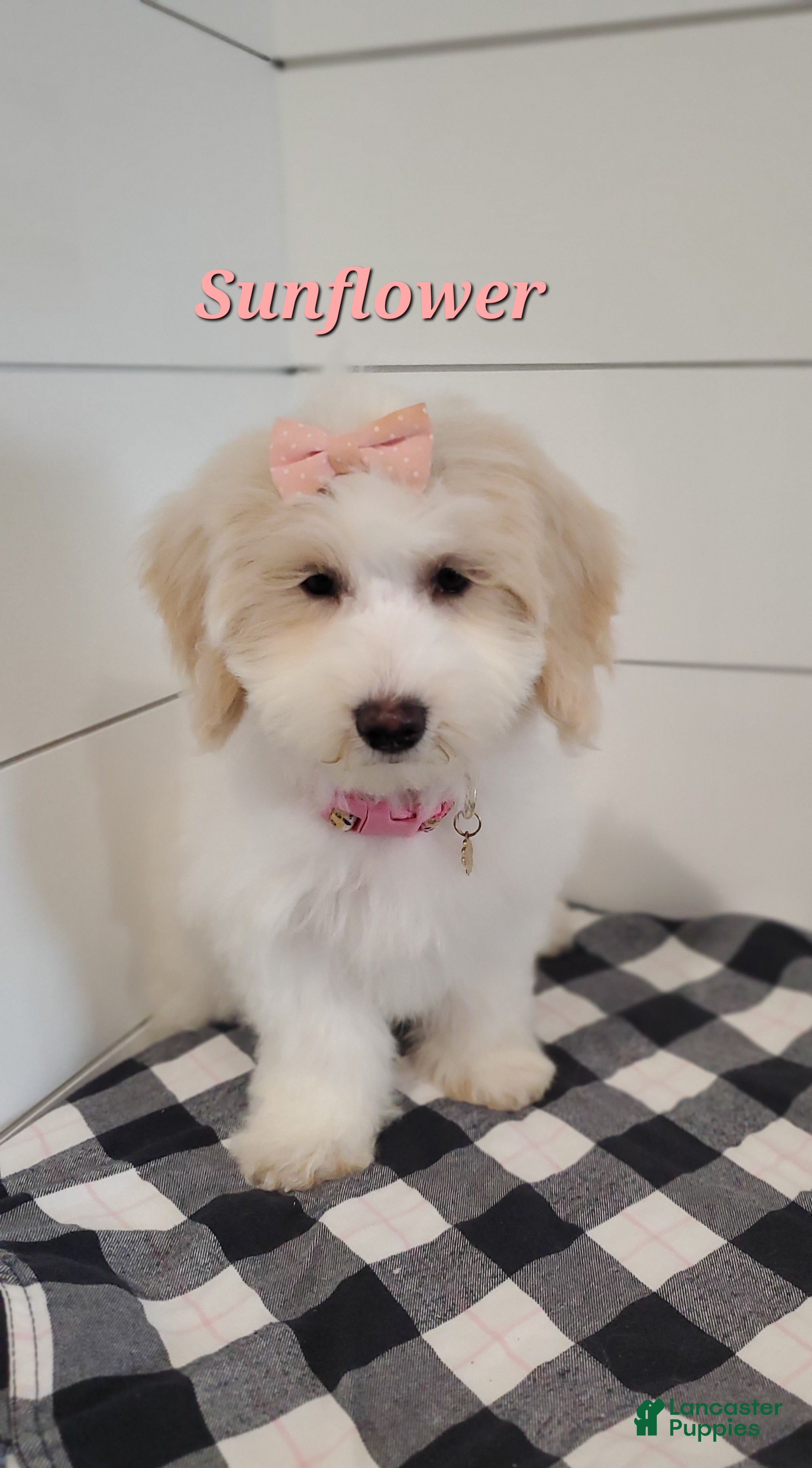 Mixed Breed dogs for sale: Sunflower  - Ad 8